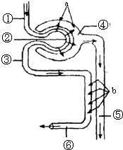 里番动漫最新在线观看海报