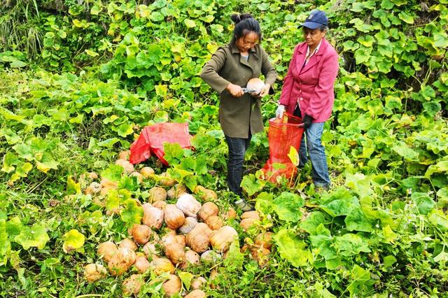亚洲精品国产自在在线观看海报
