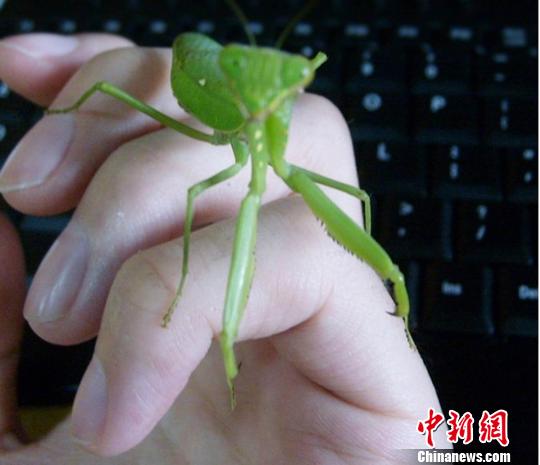 光影传说动漫 如果你能提供更多细节海报