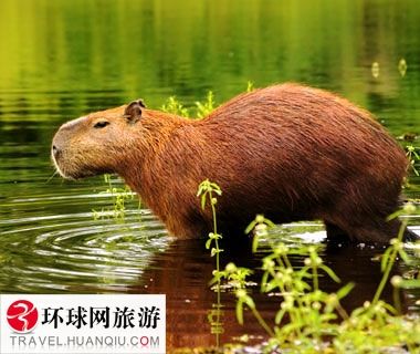 美女18禁永久免费观看网站海报