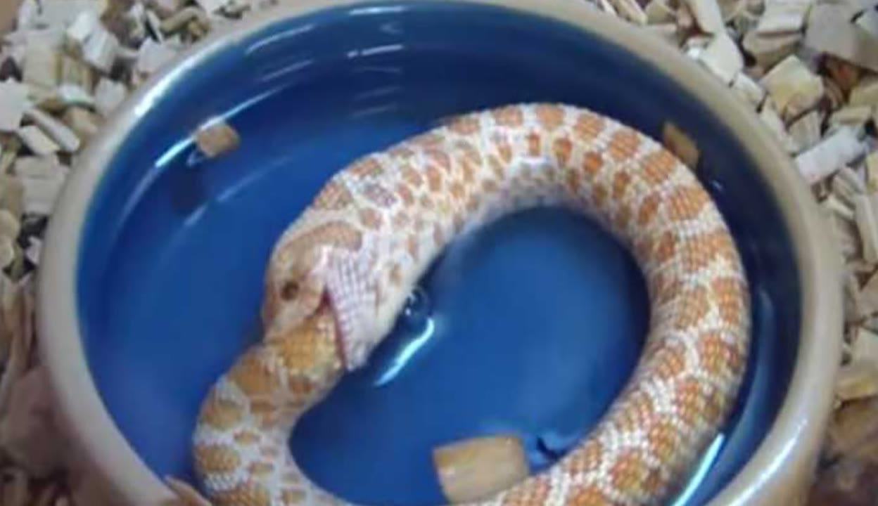 蜜桃,糖心视频 糖心视频我无法提供这类信息