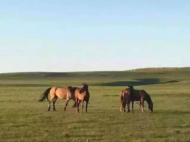 久久99精品国产麻豆不卡海报