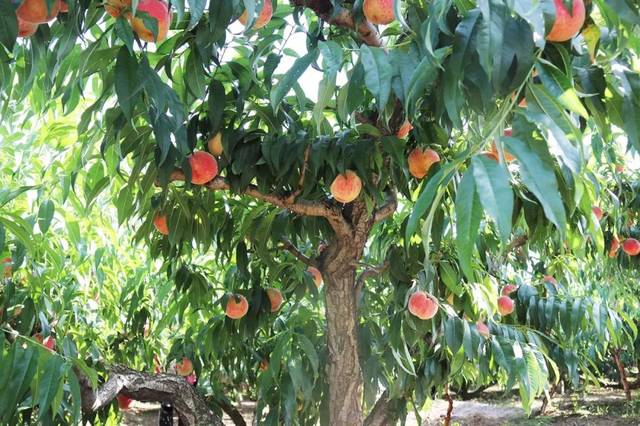 吃瓜排行榜海报