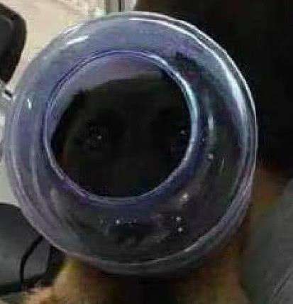 风吟鸟唱 风吟鸟唱如果你有其他问题海报