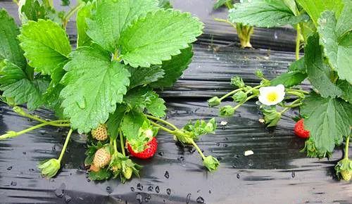 回家今日看料海报