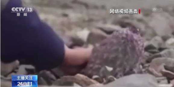 啄木鸟有情节黑丝 一个常见的情节品牌或形象