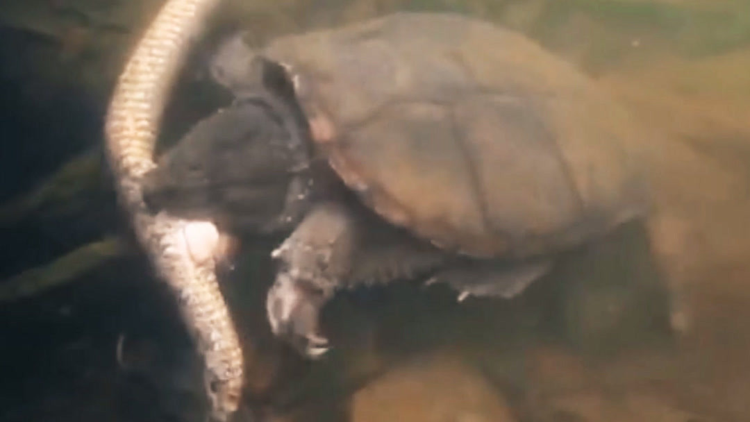 小镇牧场生活h画面videoyoutube 关于“h画面”这个表述