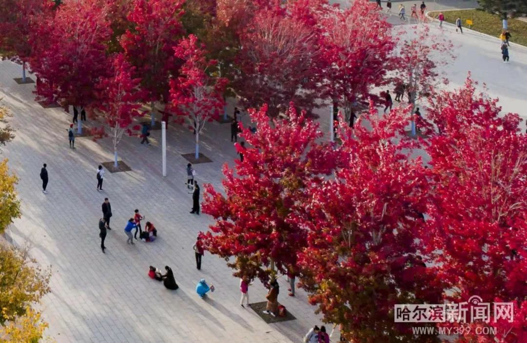 火 影 忍 者 小 南 黄 本 子 +网 火影黄本火影黄本对不起海报