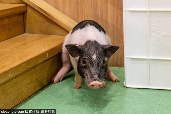 亚洲精品在线播放 让整个生态更加健康海报