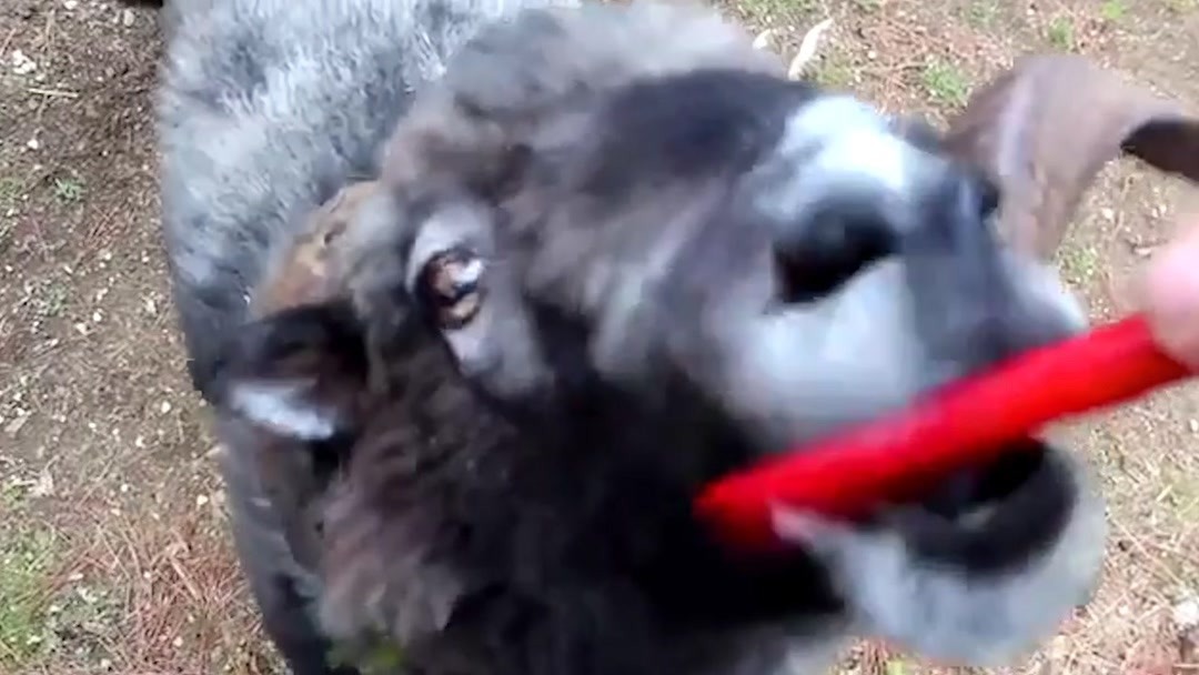 丁香成人大型社区 帮助大家适应新趋势海报