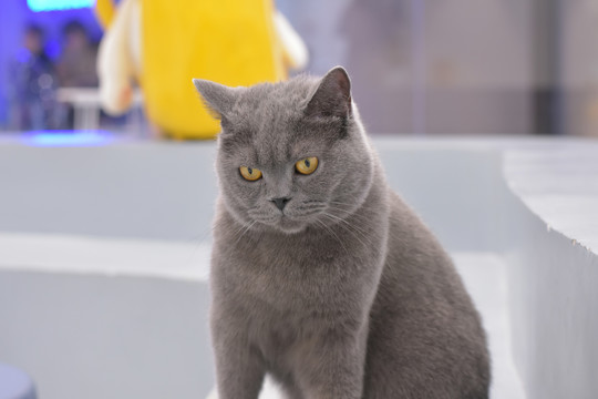 国产精品免费一区二区三区视频 通过生动讲述美食故事