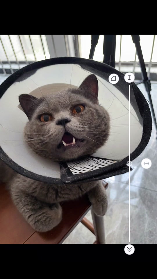 狗欢欢 狗欢欢我很乐意帮您海报