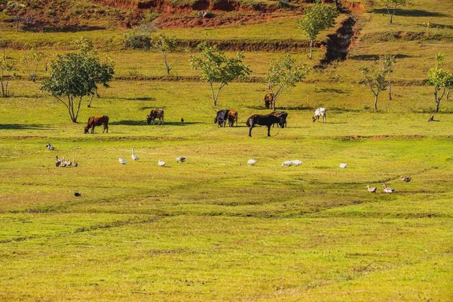 51吃瓜老虎菜在线观看 老虎娱乐事件追踪和独家爆料海报