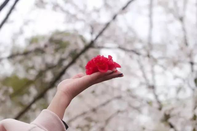 天堂mvmv欧洲樱花mv 相对小众的天堂调音风格海报