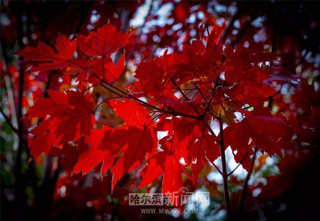 最近新免费韩国视频在线观看海报