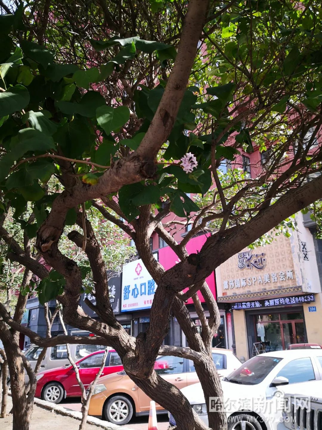 雨后小故事未删减海报