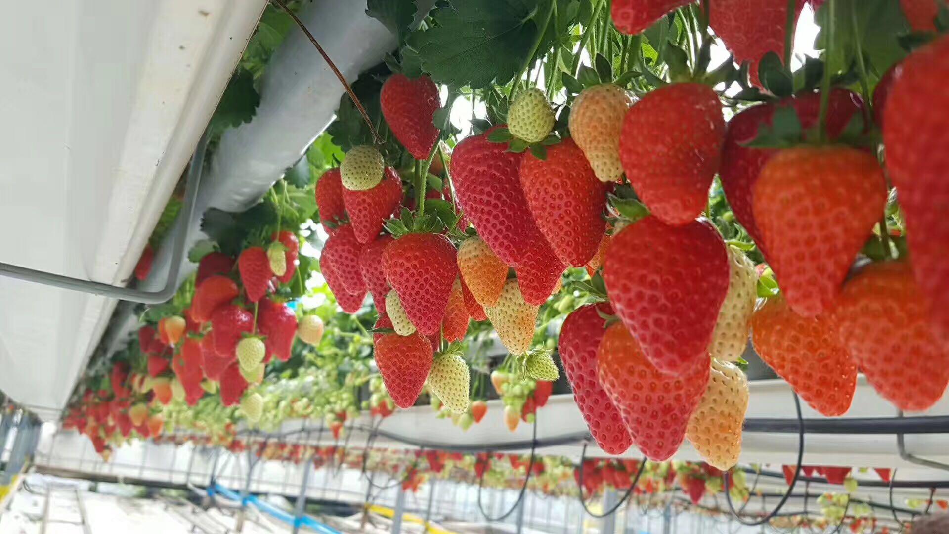 催泪时刻 第一次含糊地叫出“妈妈”海报