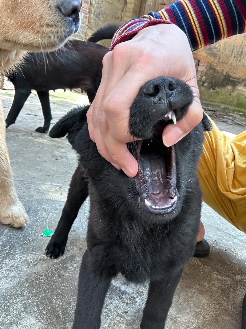 纲手同人动画 动画恋人断的纲手回忆