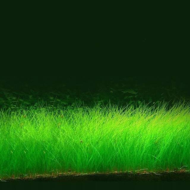 《nocturnal》动漫播放在线观看海报