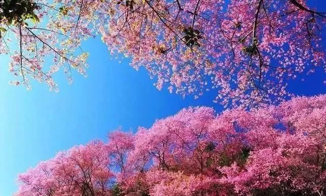 17c.c免费起草海报