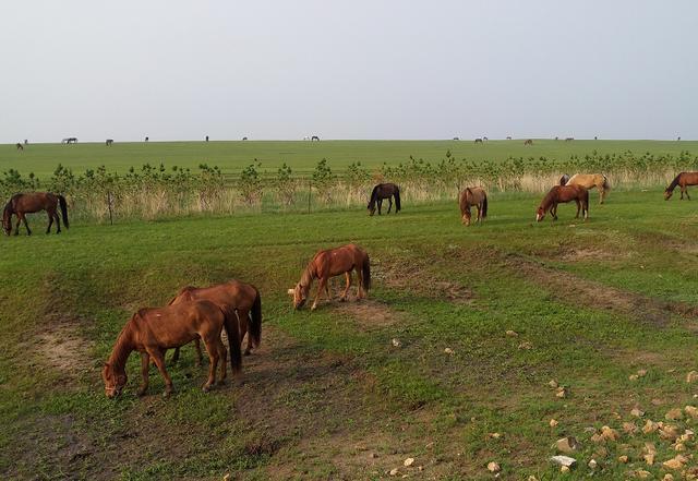 香蕉与蜜桃 种植故事或文化隐喻海报