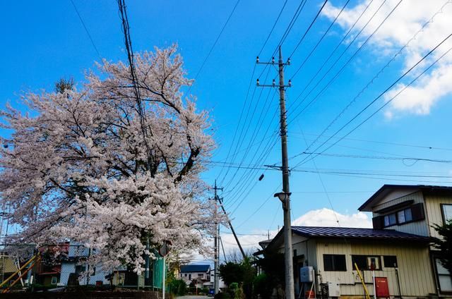 火影忍者本子小樱操海报