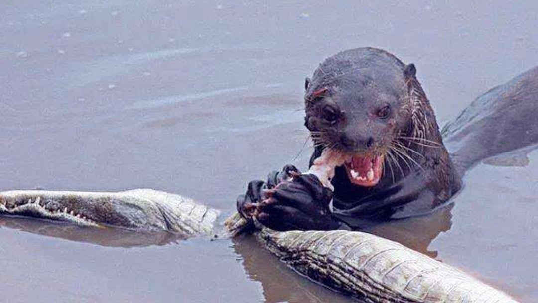 kumu视频 私信等完整的社交功能海报