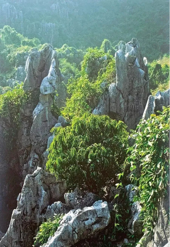 japanese视频 视频《火影忍者》等长篇经典