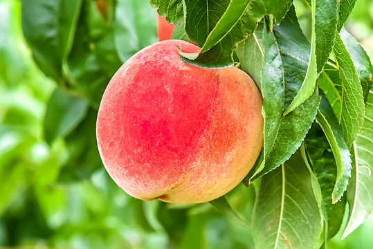 天水洪挑战海报