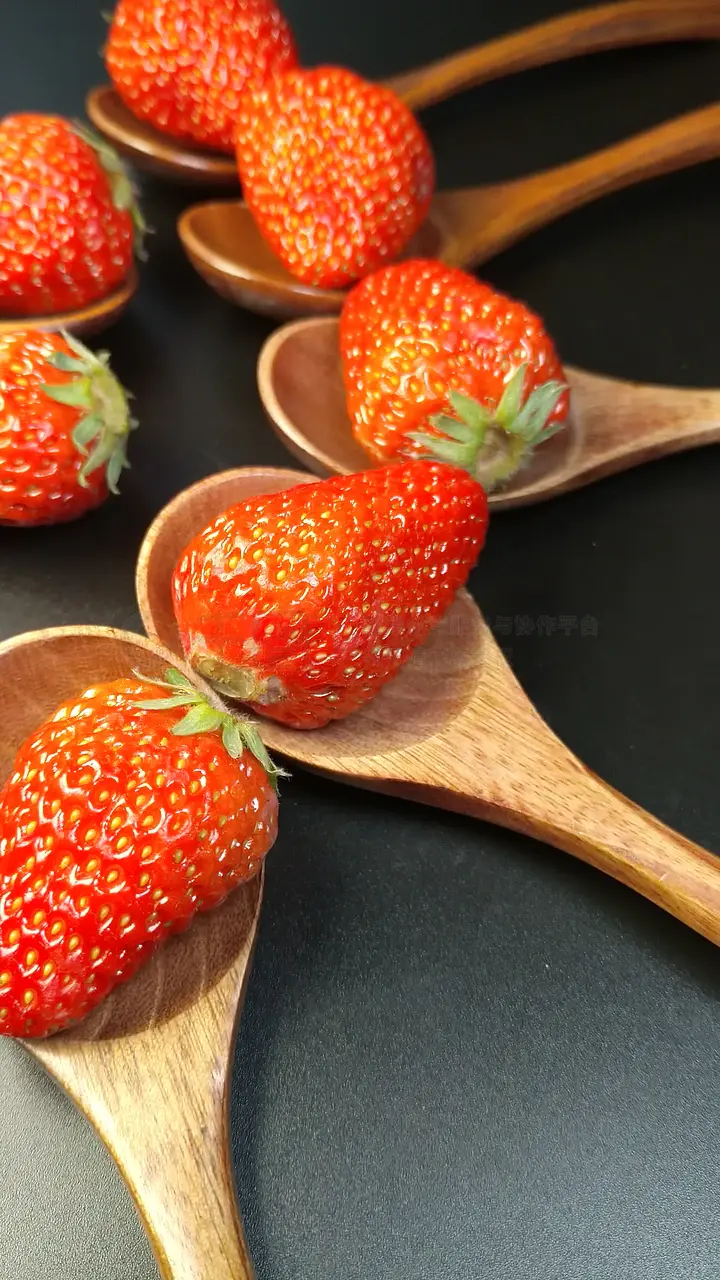 犬视频 展示狗狗的犬视频智慧和活力海报