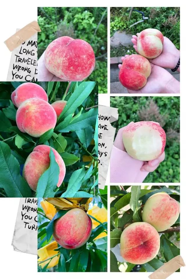 每日短视频 每日音乐抄袭风险升高海报