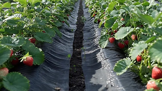 小马拉大车合集 小马如果你有其他问题