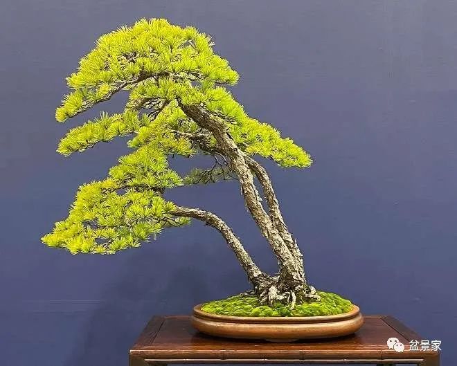 首发资源高清 海报