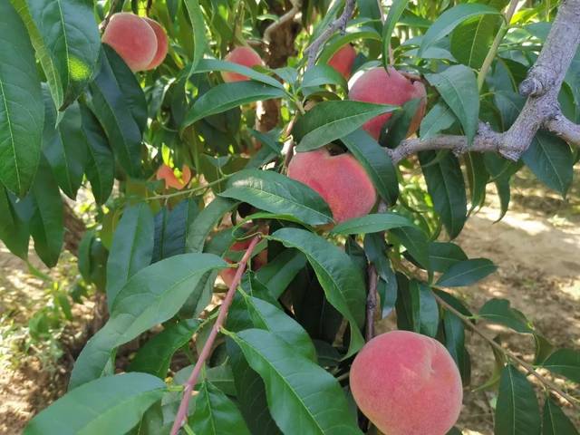 全球电视观看 电视卫星或地面信号广播海报