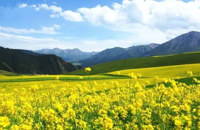 puypuychan视频 视频如果你有其他问题海报