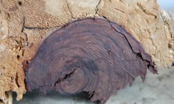 艾莉同人动漫 战斗场景或与乔尔的艾莉互动