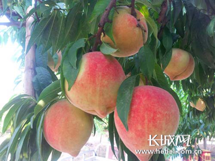 中文久久精品无码色 对色彩情绪的无码细腻把控海报