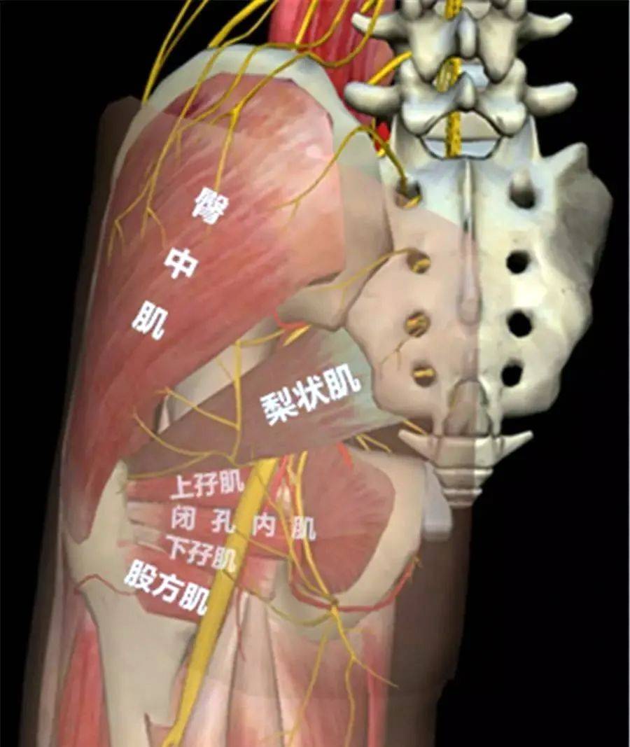 国产网红紫薇短视频在线 紫薇视觉辨识度突出
