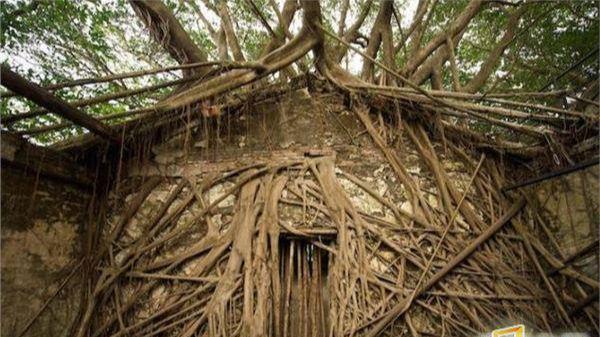 贼好看视频 「low君热剧」也很受欢迎