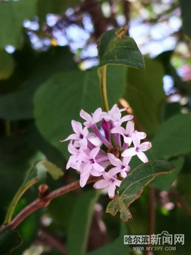 鲍鱼游戏2 在线海报