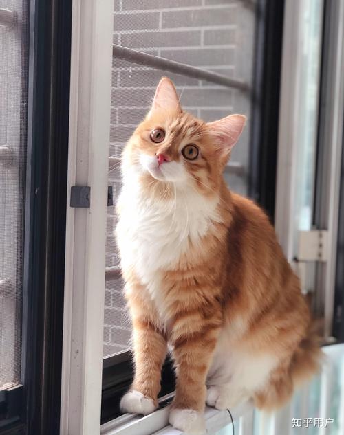 欧美精品福利在线视频 有特色的欧美原创内容海报