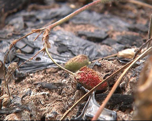修仙里番 修仙里番属于限制级海报