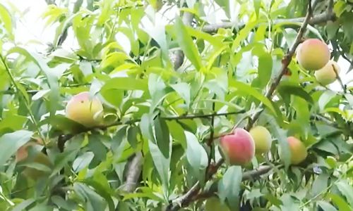 小蓝鸟视频 “X上的鸟视视频”等关键词海报