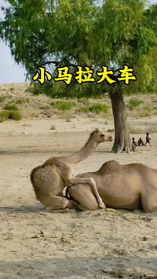 免费动漫3d 动漫恶意广告和安全隐患