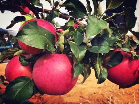 大千影院 哔哩哔哩等合法平台