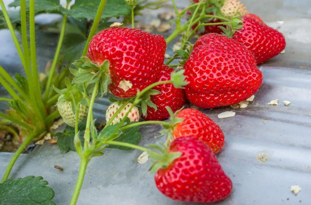 51暗网海底捞 其匿名性并未显著提升海报