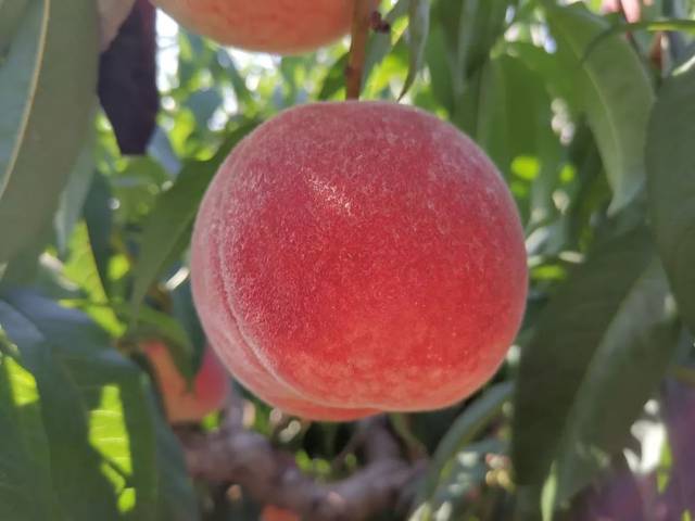 里番本子同人海报