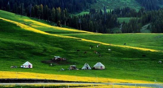 就草 视频 草视频草视频对不起海报