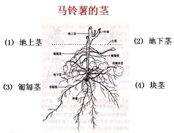 YW.龙物视频最新地址在线观看 从地址验证到隐私保护