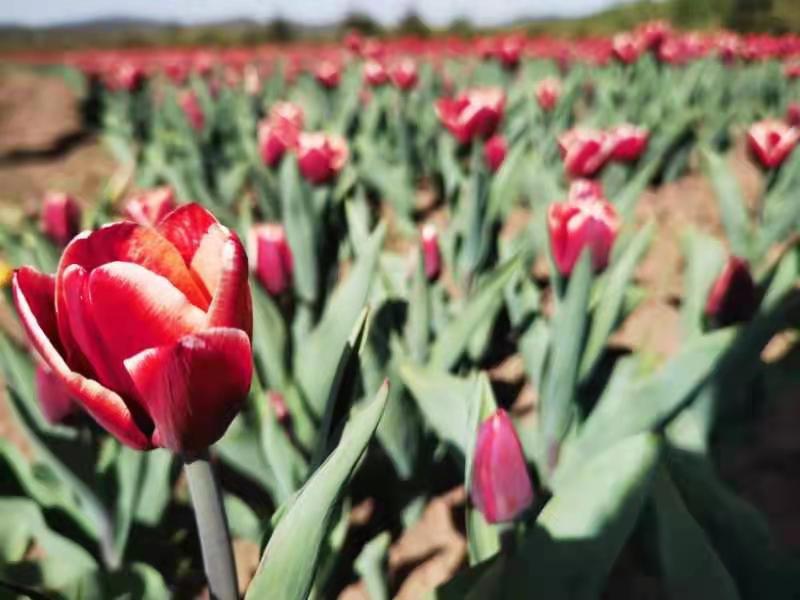 陈黄皮和叶红鱼天降神婿 叶红鱼天那个深夜的降神偶遇